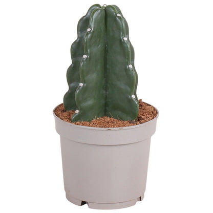 Cactus de Noël - Cereus jamacaru - Hauteur 25-30cm - ⌀12cm