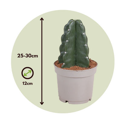 Cactus de Noël - Cereus jamacaru - Hauteur 25-30cm - ⌀12cm