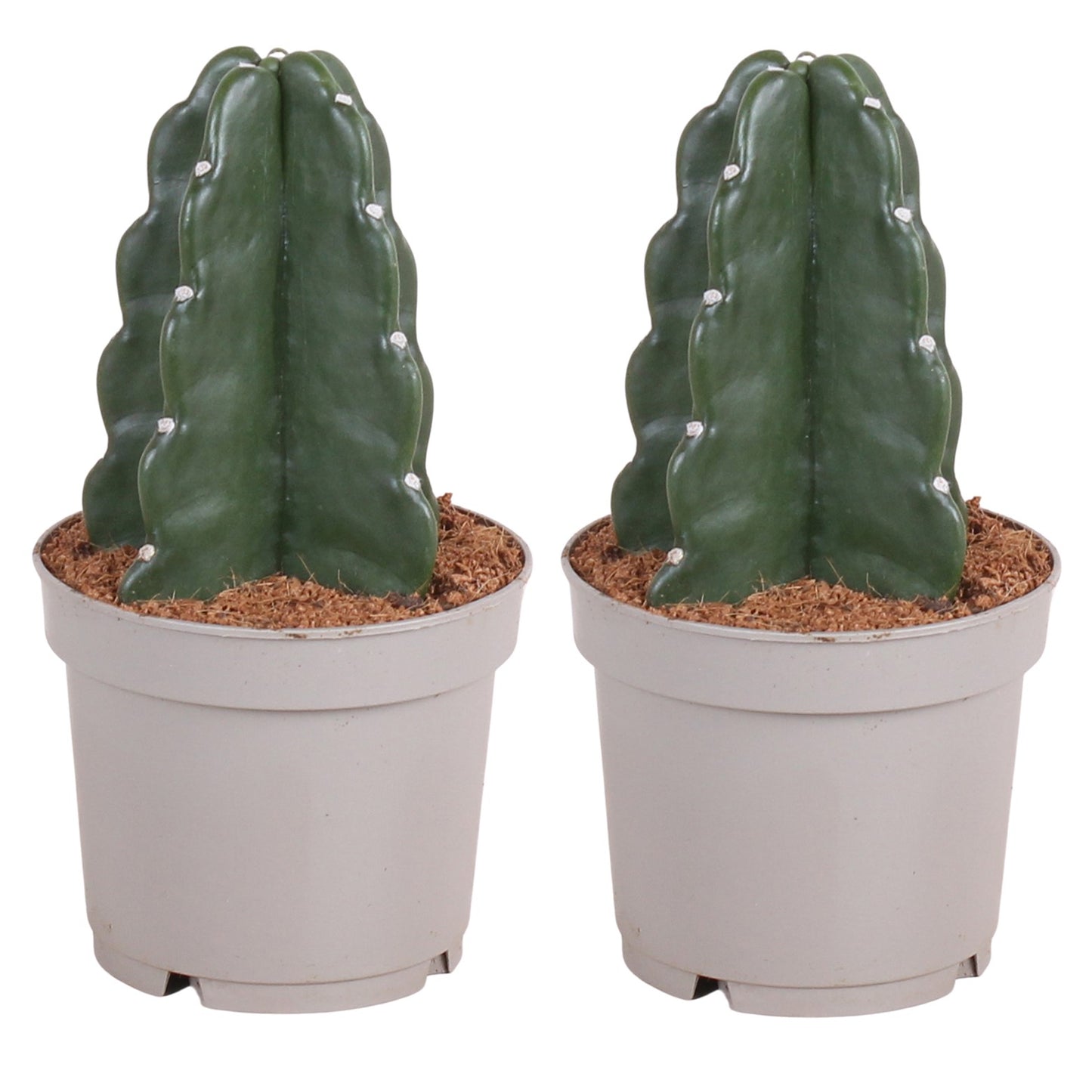 Cactus de Noël - Set de 2 - Cereus jamacaru - Hauteur 25-30cm - ⌀12cm