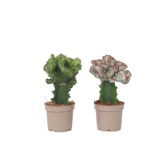 Crested Candelabra Plant - 2 pcs. - Euphorbia 'Lactea' - Height 25-30cm - ⌀12cm