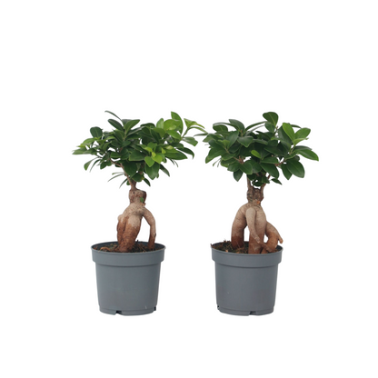 Bonsaï - Set de 2 - Ficus microcarpa - Hauteur 30-40cm - ⌀12cm