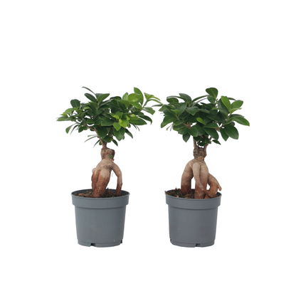 Bonsaï - Set de 4 - Ficus microcarpa - Hauteur 30-40cm - ⌀12cm - TD Plantz