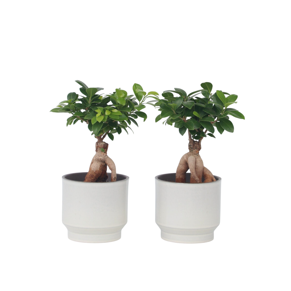 Bonsaï - Set de 4 - Ficus microcarpa - Hauteur 30-40cm - ⌀12cm - TD Plantz
