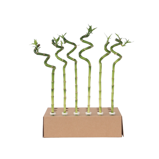 Lucky Bamboo - 12 pcs. - Dracaena sanderiana - Height 40-50cm - ⌀2cm