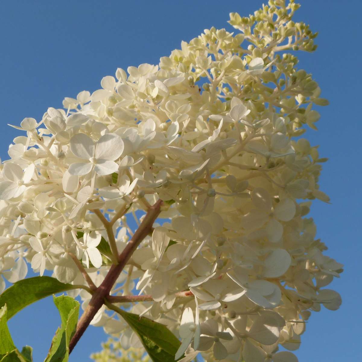 Hortensia - Set de 3 - Hortensia paniculata - Hauteur 25-35cm - ⌀9cm - TD Plantz