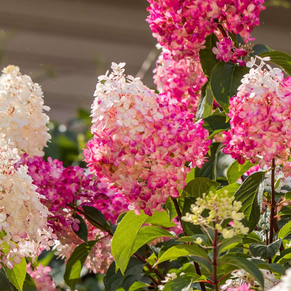 Hortensia - Set de 3 - Hortensia paniculata - Hauteur 25-35cm - ⌀9cm - TD Plantz