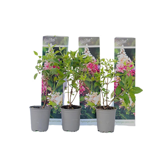 Hortensia - 3 pcs. - Hydrangea paniculata 'Pink Lady' - Height 25-40cm - ⌀9cm