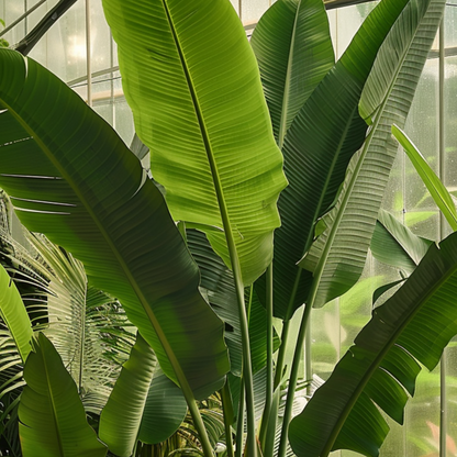 Arbre du voyageur - Set de 3 - Ravenala madagascariensis - H25-40cm - ⌀9cm