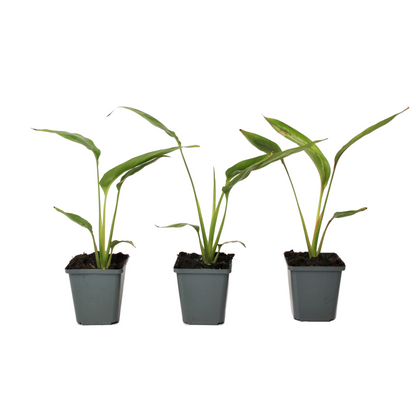 Arbre du voyageur - Set de 3 - Ravenala madagascariensis - H25-40cm - ⌀9cm