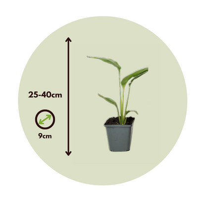 Arbre du voyageur - Set de 3 - Ravenala madagascariensis - H25-40cm - ⌀9cm