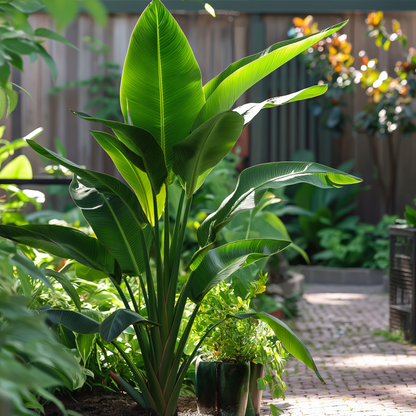 Arbre du voyageur - Set de 6 - Ravenala madagascariensis - H25-40cm - ⌀9cm