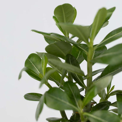 Rose du désert - Adenium obesum - Hauteur 25-40cm - ⌀10,5cm