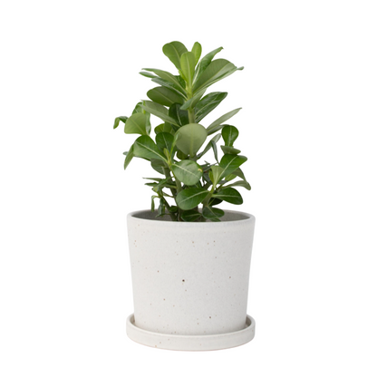 Rose du désert - Adenium obesum - Hauteur 25-40cm - ⌀10,5cm