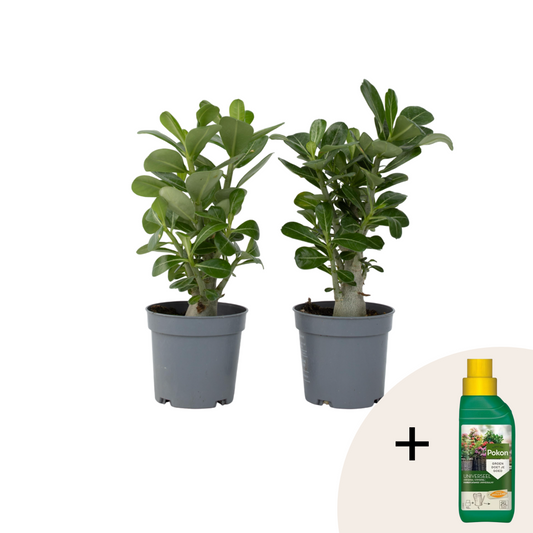 Desert rose - 2 pcs. - Adenium obesum - Height 25-40cm - ⌀10,5cm