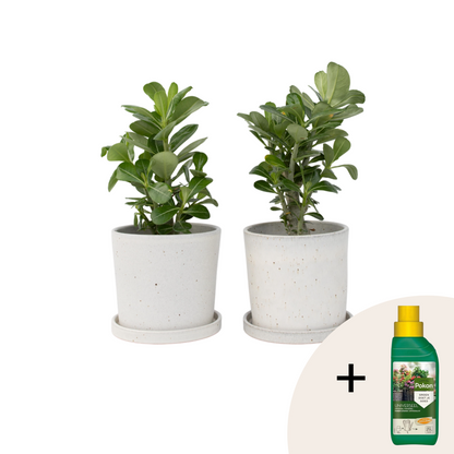 Rose du désert - Set de 2 - Adenium obesum - Hauteur 25-40cm - ⌀10,5cm