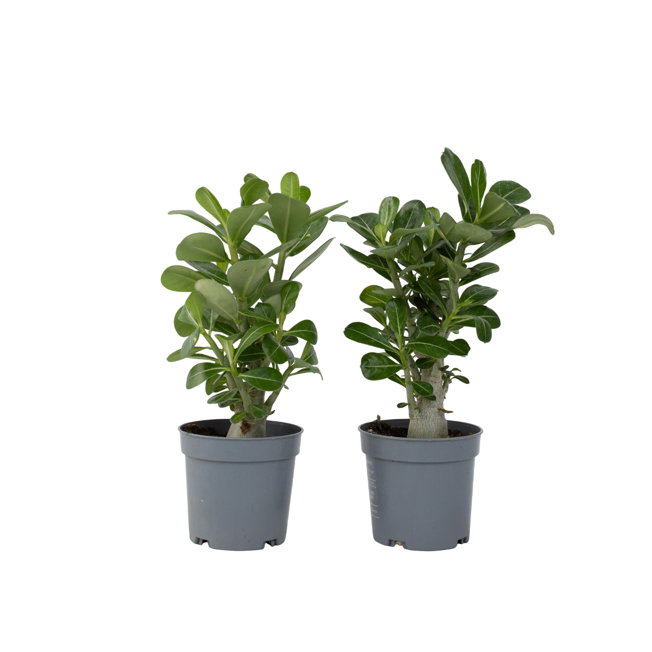 Desert rose - 2 pcs. - Adenium obesum - Height 25-40cm - ⌀10,5cm