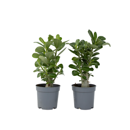 Desert rose - 2 pcs. - Adenium obesum - Height 25-40cm - ⌀10,5cm