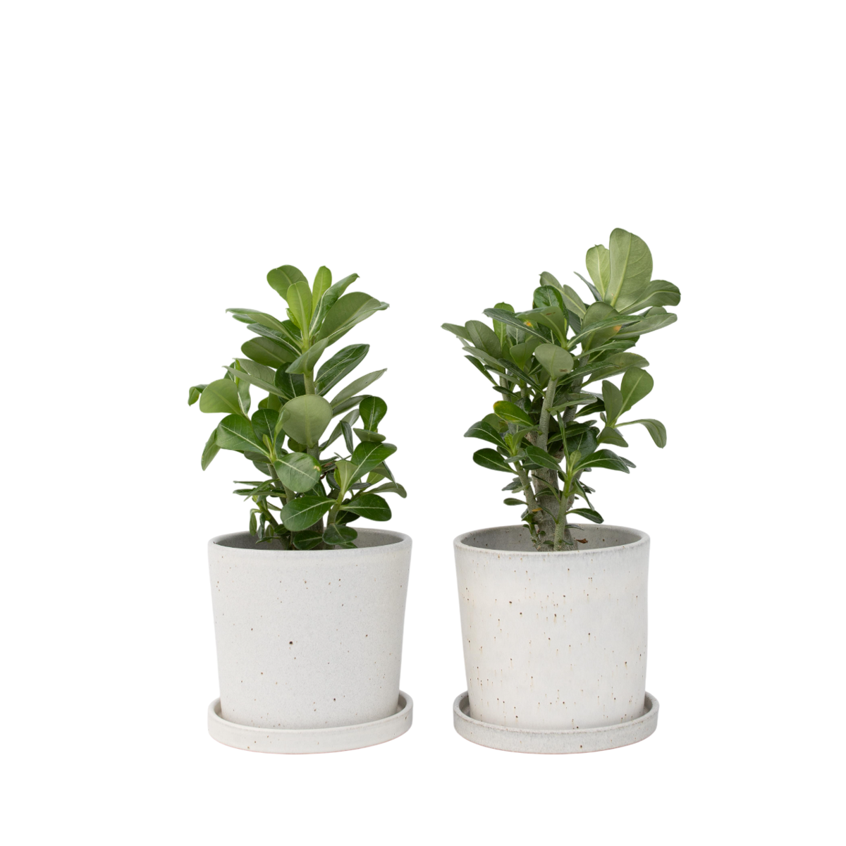 Desert rose - 2 pcs. - Adenium obesum - Height 25-40cm - ⌀10,5cm