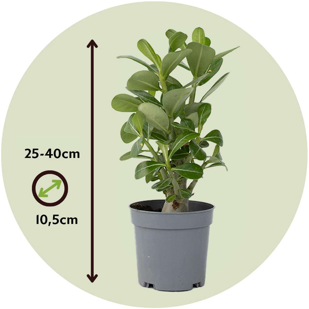 Desert rose - 2 pcs. - Adenium obesum - Height 25-40cm - ⌀10,5cm