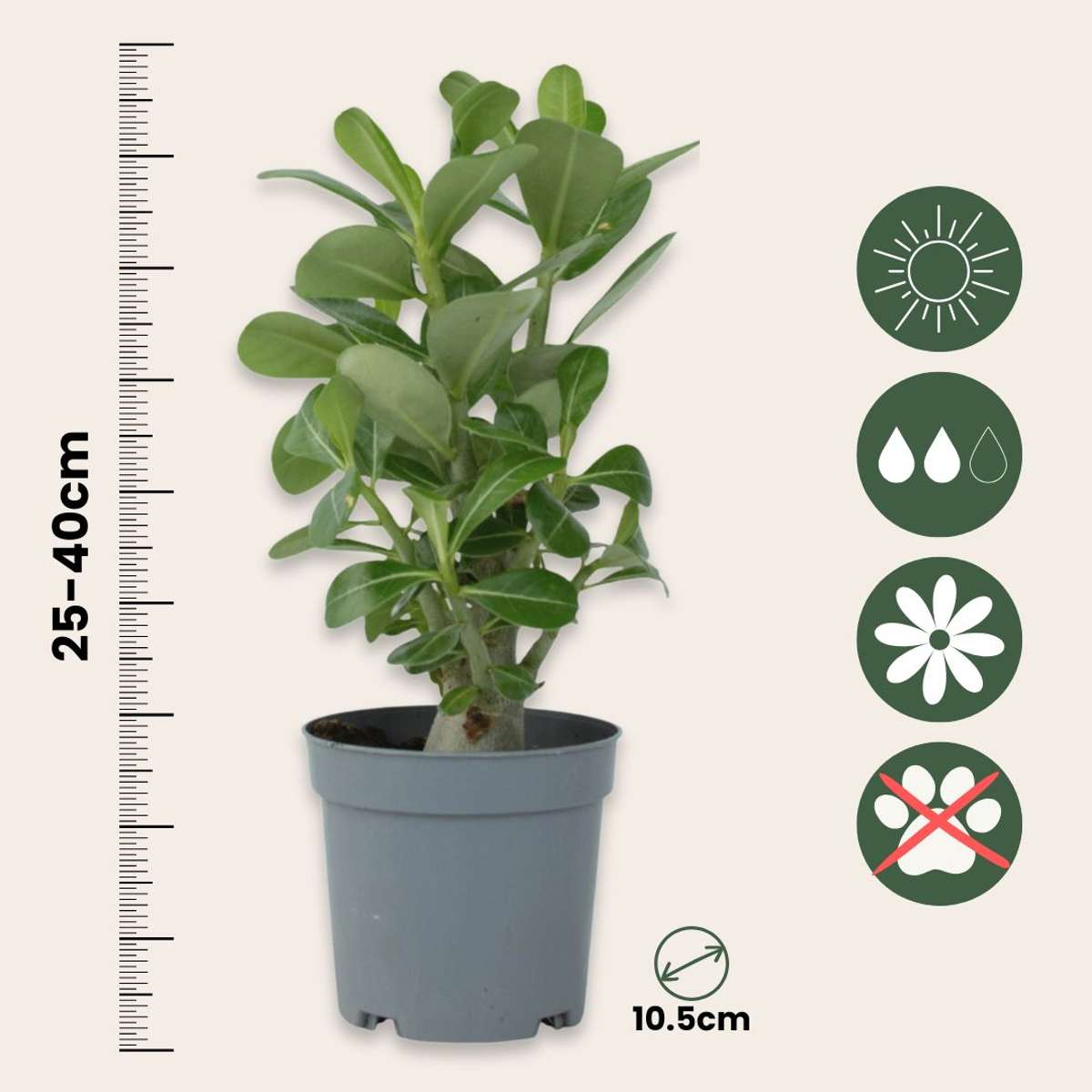 Rose du désert - Set de 2 - Adenium obesum - Hauteur 25-40cm - ⌀10,5cm