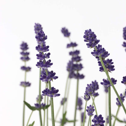 Lavande vraie - Set de 12 - Lavandula angustifolia - Hauteur 10-15cm - ⌀10,5cm