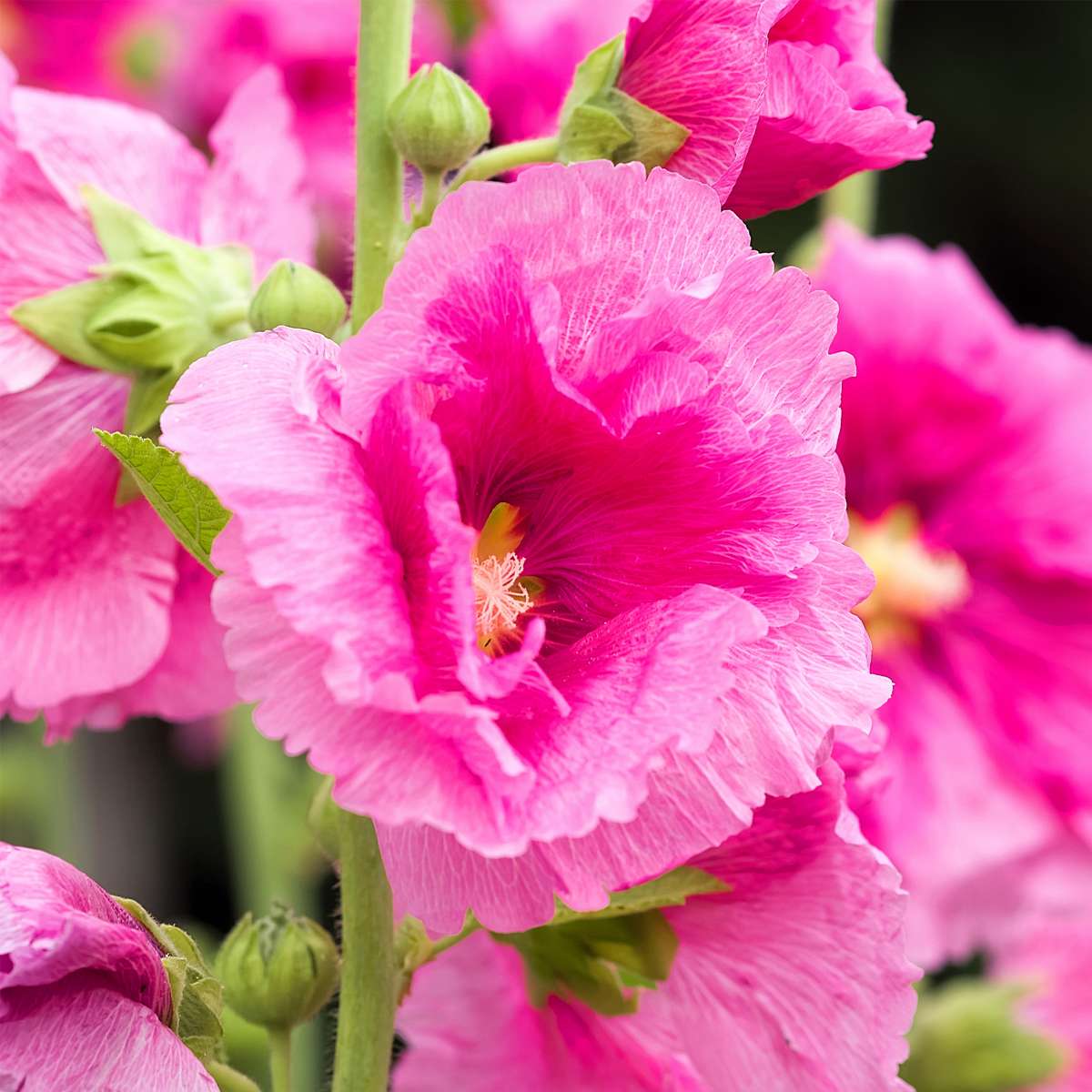 Rose trémière - Set de 3 - Alcea rosea - Hauteur 25-40cm - ⌀9cm