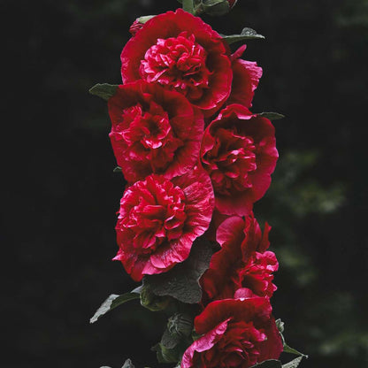 Rose trémière - Set de 3 - Alcea rosea - Hauteur 25-40cm - ⌀9cm
