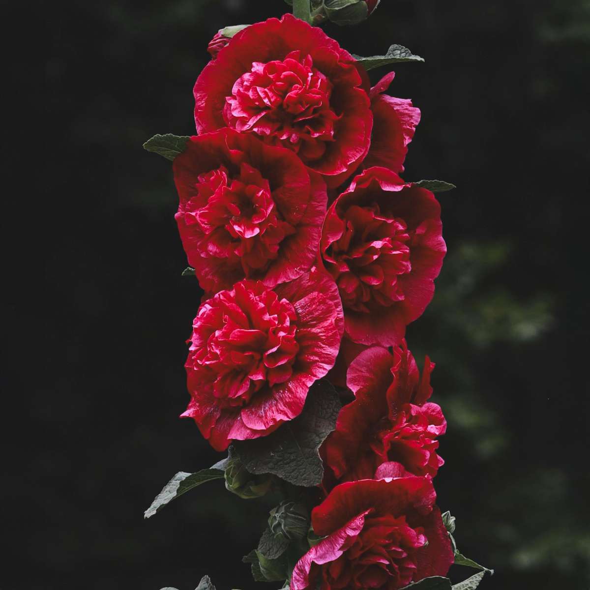 Rose trémière - Set de 6 - Alcea rosea - Hauteur 25-40cm - ⌀9cm