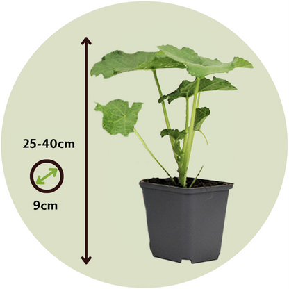 Rose trémière - Set de 6 - Alcea rosea - Hauteur 25-40cm - ⌀9cm
