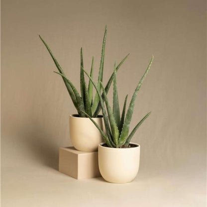 Aloe vera - Aloe barbadensis - Height 25-40cm - ⌀10,5cm