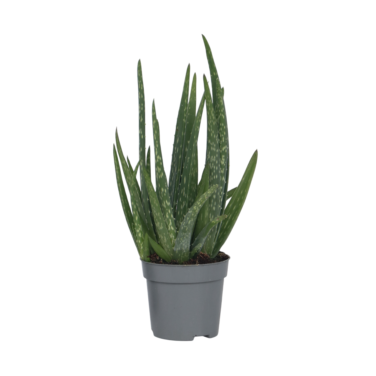 Aloe vera - Aloe barbadensis - Height 25-40cm - ⌀10,5cm