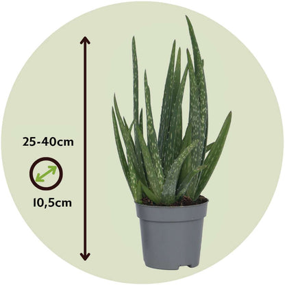 Aloe vera - Aloe barbadensis - Height 25-40cm - ⌀10,5cm