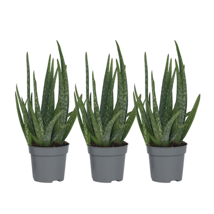 Aloe vera - 3 pcs. - Aloe barbadensis - Height 25-40cm - ⌀10,5cm