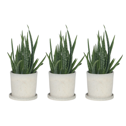 Aloe vera - 3 pcs. - Aloe barbadensis - Height 25-40cm - ⌀10,5cm