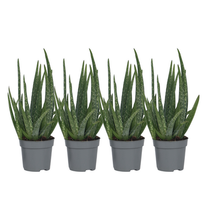 Aloe vera - 4 pcs. - Aloe barbadensis - Height 25-40cm - ⌀10,5cm