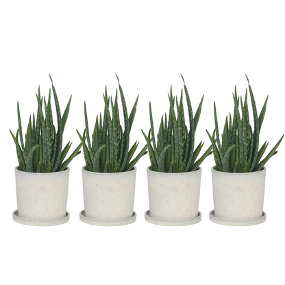 Aloe vera - 4 pcs. - Aloe barbadensis - Height 25-40cm - ⌀10,5cm