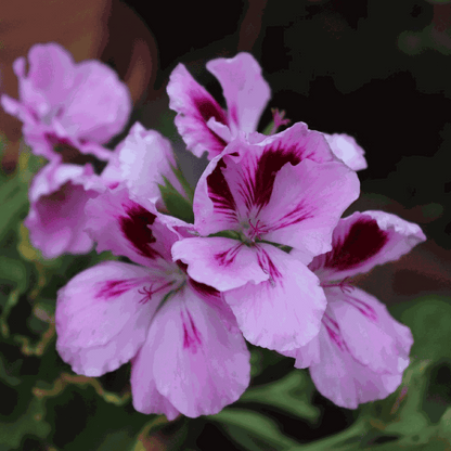 Geranium - 6 pcs. - Pelargonium - Height 15-25cm - ⌀10,5cm