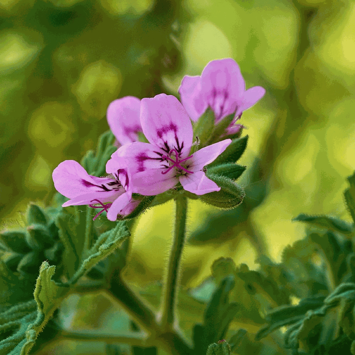 Geranium - 6 pcs. - Pelargonium - Height 15-25cm - ⌀10,5cm