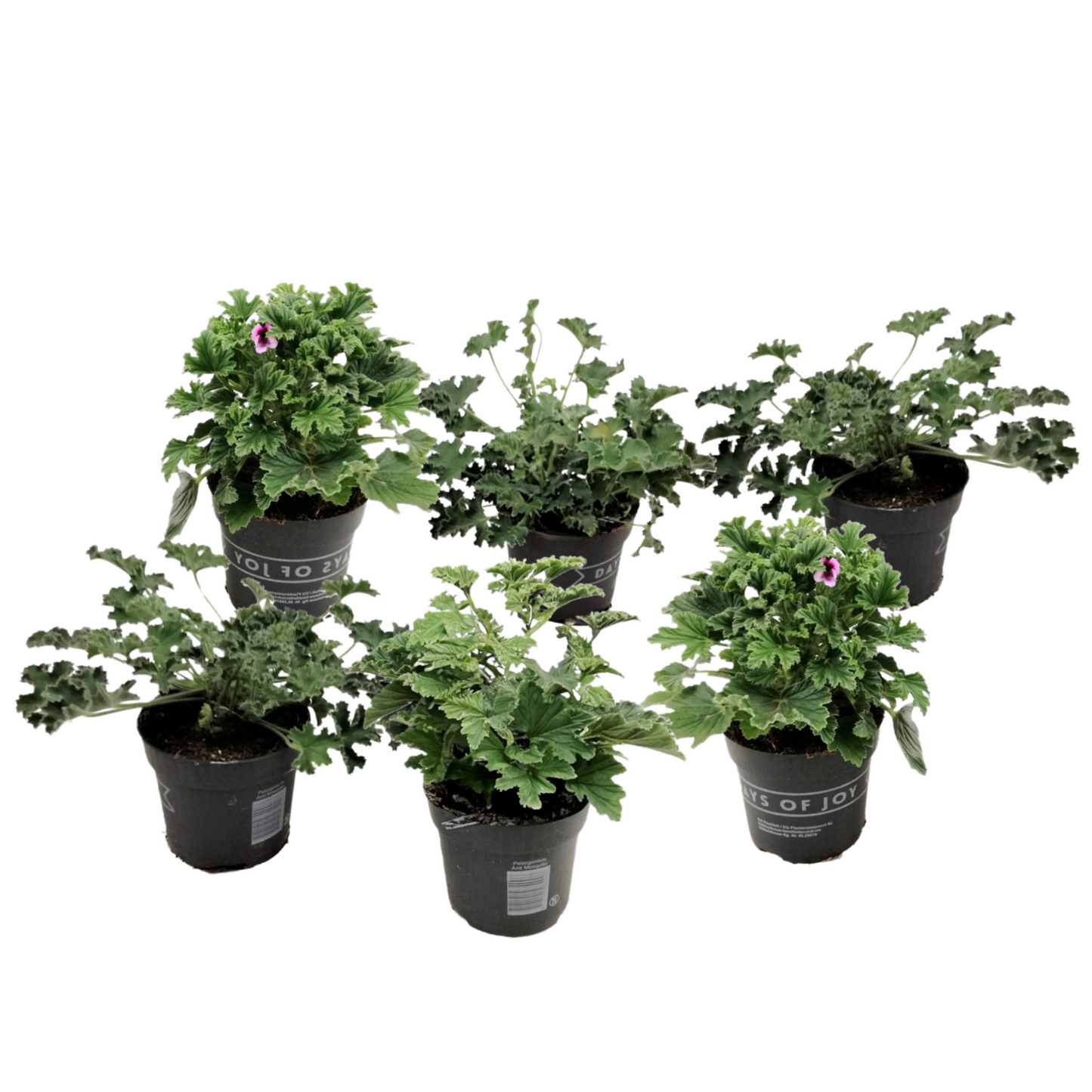 Geranium - 6 pcs. - Pelargonium - Height 15-25cm - ⌀10,5cm