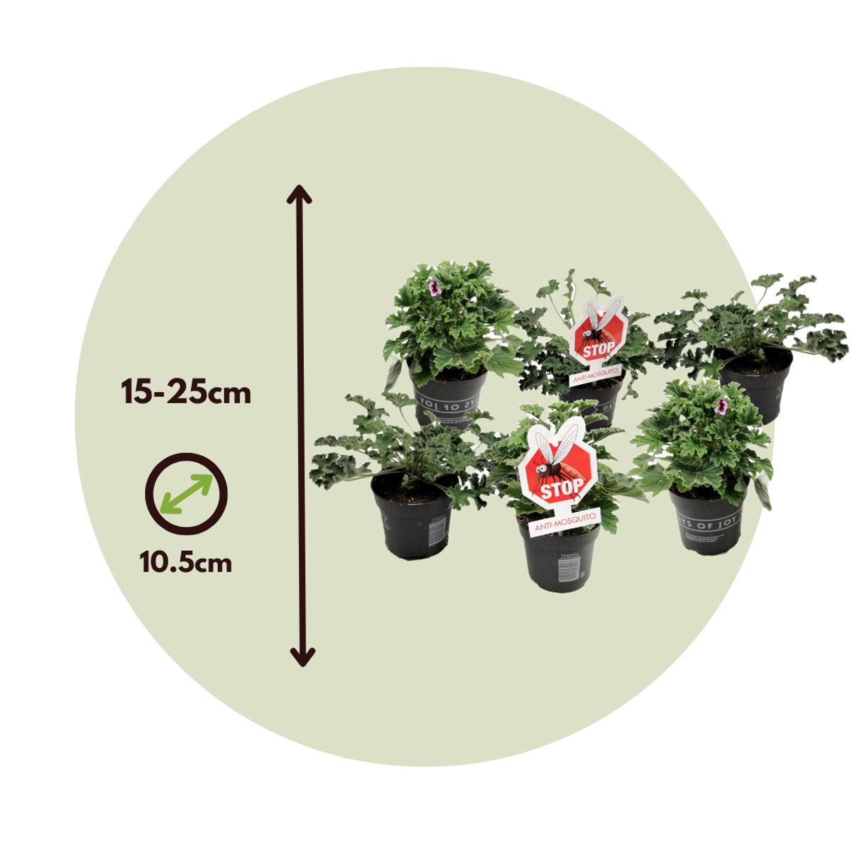 Geranium - 6 pcs. - Pelargonium - Height 15-25cm - ⌀10,5cm
