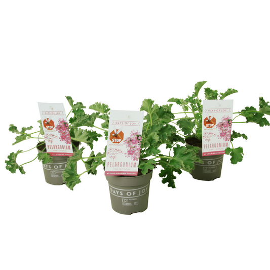 Geranium - 3 pcs. - Pelargonium 'Pink Capitatum' - Height 15-25cm - ⌀10cm