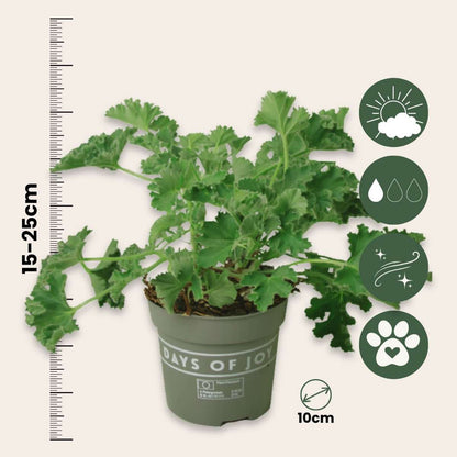 Géranium - Set de 3 - Pelargonium 'Pink Capitatum' - Hauteur 15-25cm - ⌀10cm