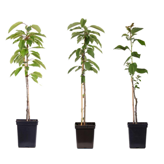 Apple tree - 3 pcs. - Malus - Height 60-70cm - ⌀9cm