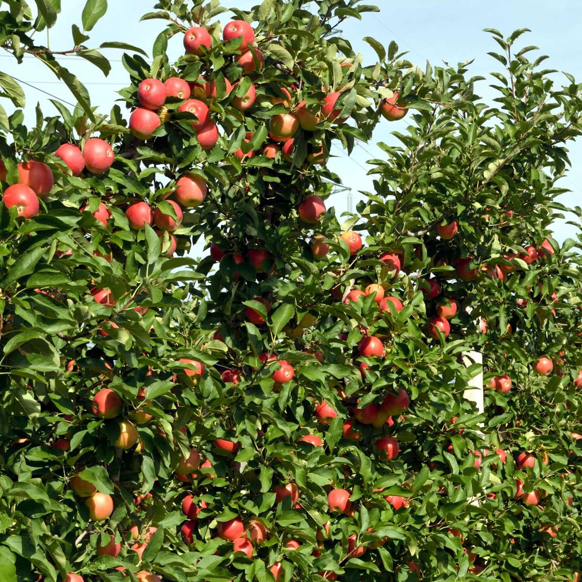 Pommier - Set de 6 - Malus - Hauteur 60-70cm - ⌀9cm