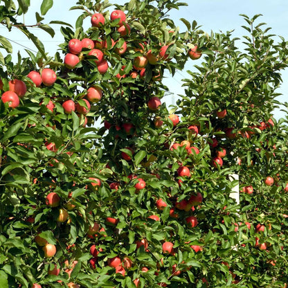 Pommier - Set de 6 - Malus - Hauteur 60-70cm - ⌀9cm