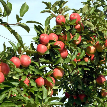Pommier - Set de 6 - Malus - Hauteur 60-70cm - ⌀9cm