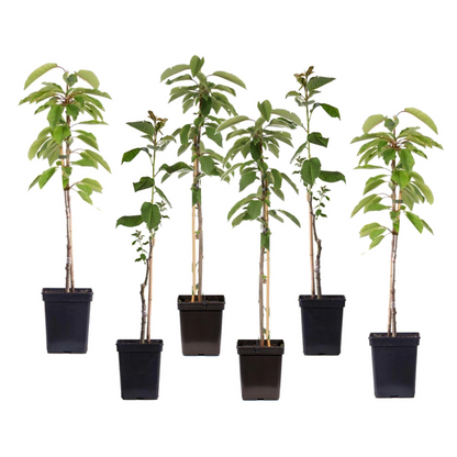 Pommier - Set de 6 - Malus - Hauteur 60-70cm - ⌀9cm