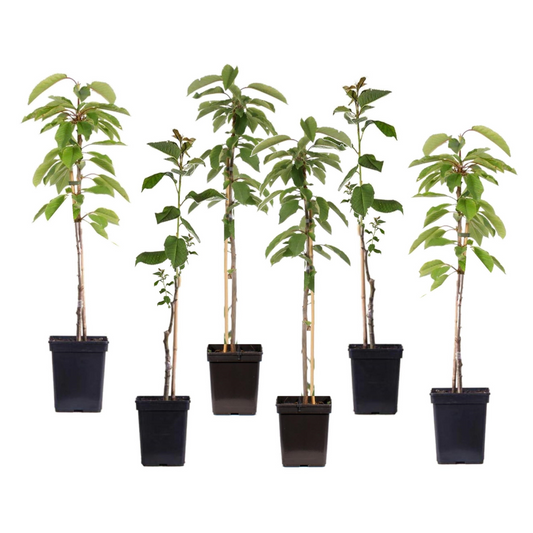 Apple tree - 6 pcs. - Malus - Height 60-70cm - ⌀9cm