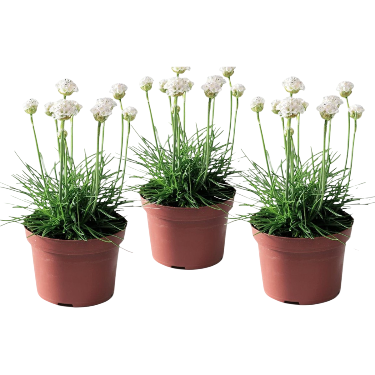 Oeillet des sables - Set de 3 - Armeria maritima 'Deep White' - H20-30cm - ⌀12cm