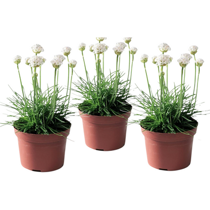 Oeillet des sables - Set de 3 - Armeria maritima 'Deep White' - H20-30cm - ⌀12cm